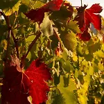 아파트 Rosso Del Chianti Al Centro Storico 1 판자노