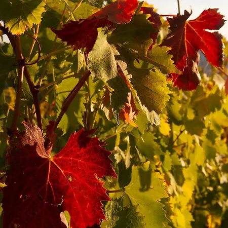 アパート Rosso Del Chianti Al Centro Storico 1 パンツァーノ